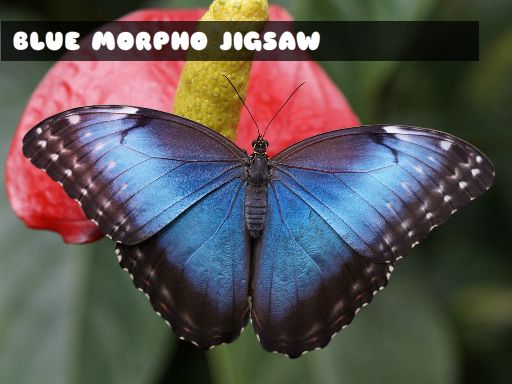 Blue Morpho Butterfly Jigsaw Puzzle Game